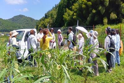 HPJAたじま 伝統野菜「八代オクラ」収穫ツアーを開催、新鮮農産物を堪能、兵庫・JJエリアセンター但馬0905.jpg