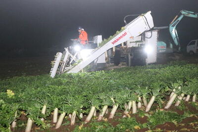 HP250818JAたじま 高原ダイコン「はたがなる大根」出荷開始、高品質で大ぶりに育つ、JAたじま・畑ヶ平農業生産組合.jpg