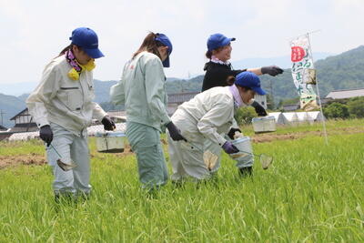 250619JAたじま　特別栽培米のほ場で生きもの調査、ふるさと但馬米振興会.jpg