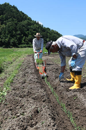 200616JAたじま　岩津ねぎチェーンポット定植講習会.jpg