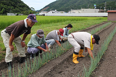 JAたじま　岩津ねぎ圃場巡回　0803.jpg