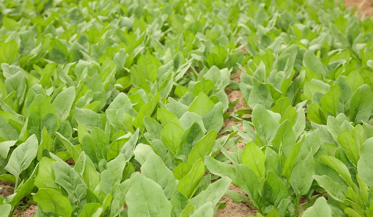 有機高原野菜 ほうれんそう 農薬や化学肥料を使用せず安心安全 Jaたじまの特産品