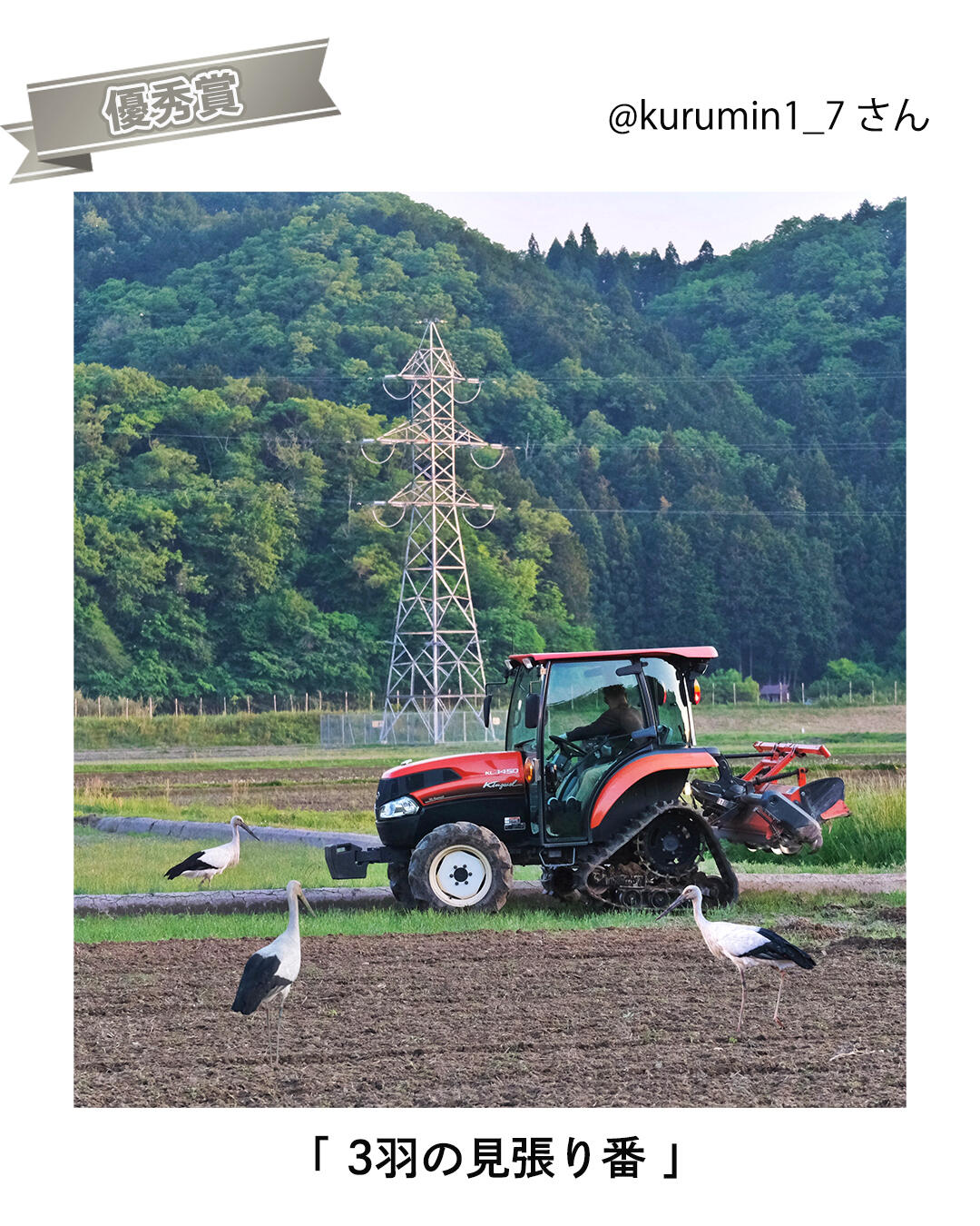 農食部門_優秀賞_3羽の見張り番.jpg