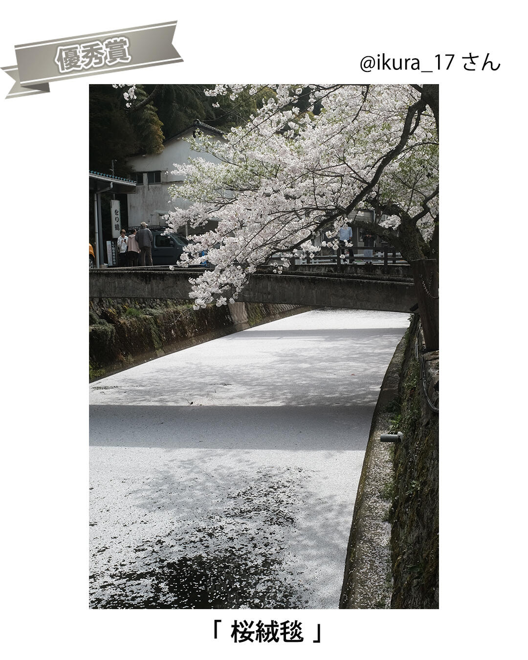 ふるさと部門_優秀賞_桜絨毯.jpg