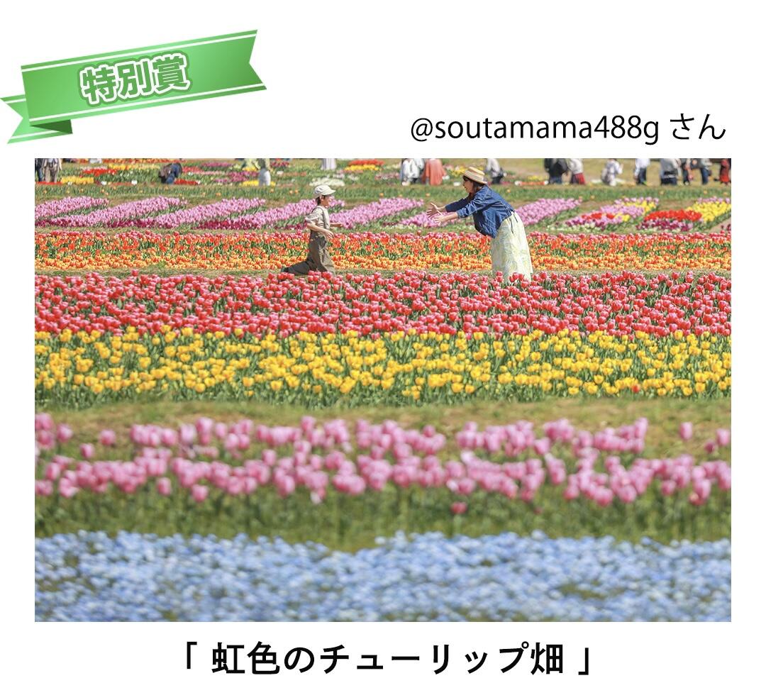 特別賞_虹色のチューリップ畑.jpg