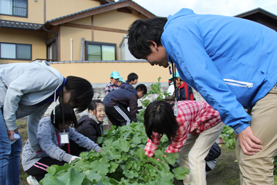 141116agri-daikon1.jpg