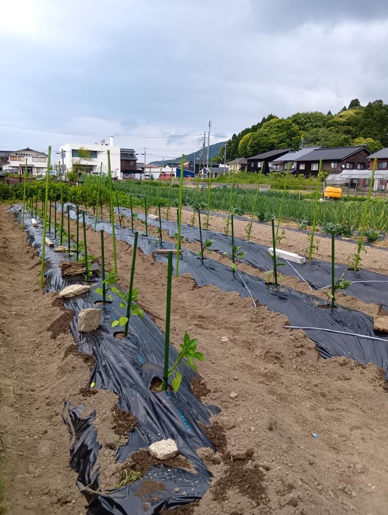 番外編 (1).jpg