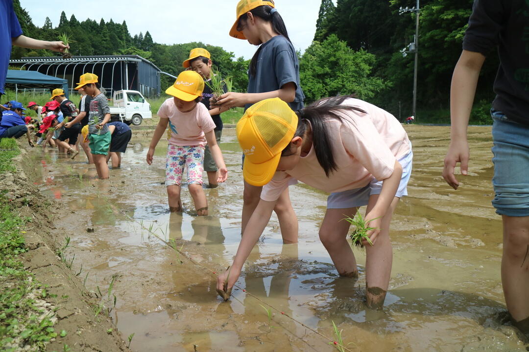 田植え.jpg