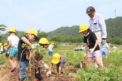 HP250701JAたじま　児童がジャガイモの収穫体験、豊岡市内の学校給食へ提供、兵庫・JAたじま.jpg