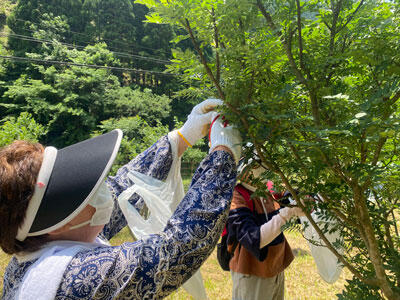 250523JAたじま　朝倉さんしょ収穫ツアー、援農兼ね満喫、兵庫・JJエリアセンター但馬.jpg