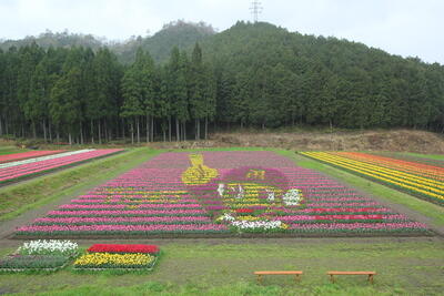 250415JAたじま　チューリップ、春を満喫、恒例のまつりに参加、JAたじま但東支店.jpg