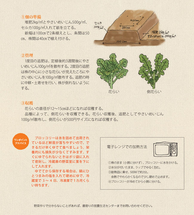 ブロッコリー 菜園学園 Jaたじま