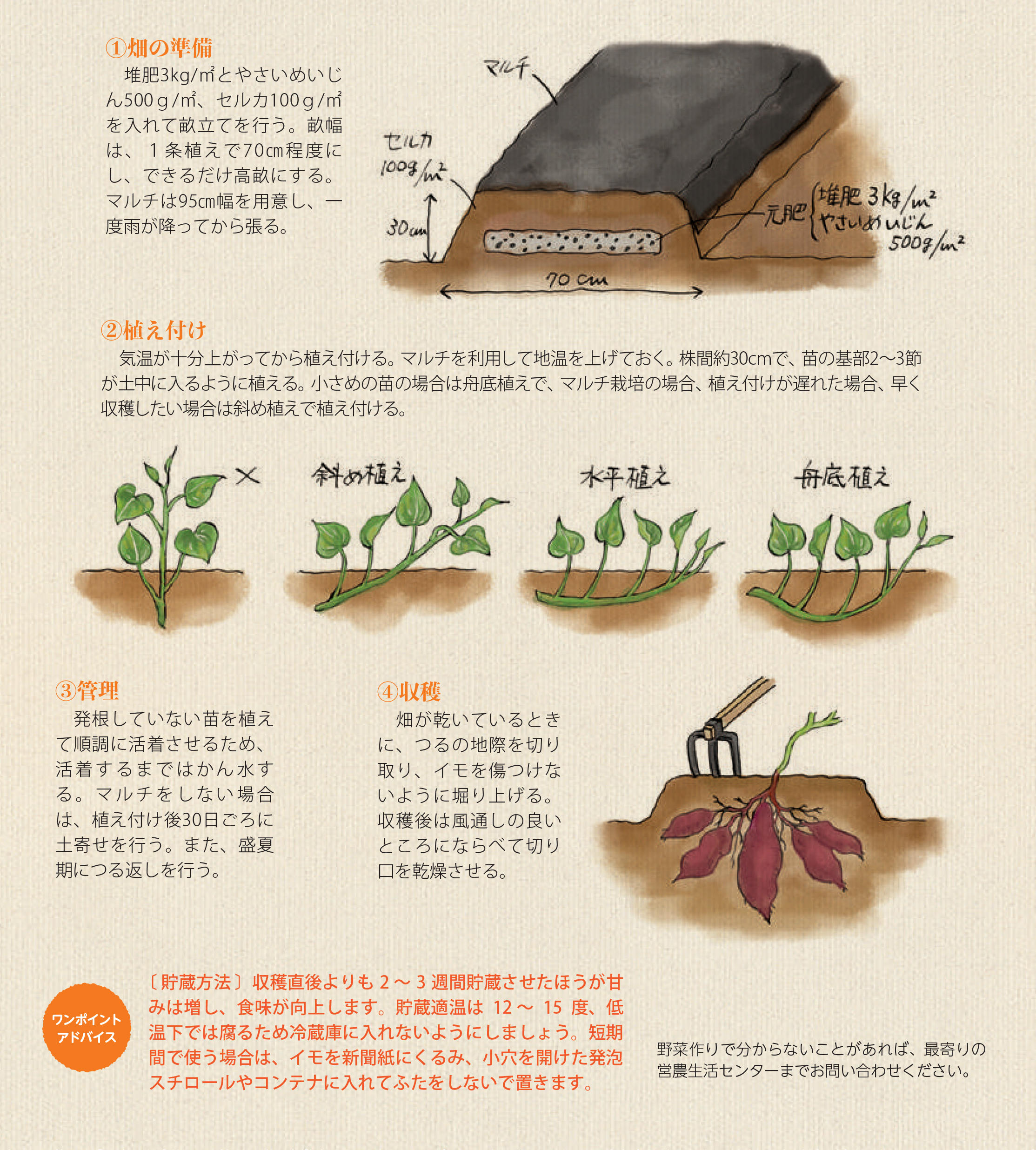 サツマイモ 菜園学園 Jaたじま