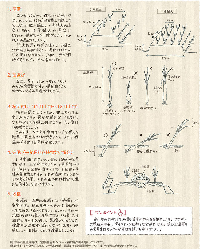 タマネギ 菜園学園 Jaたじま