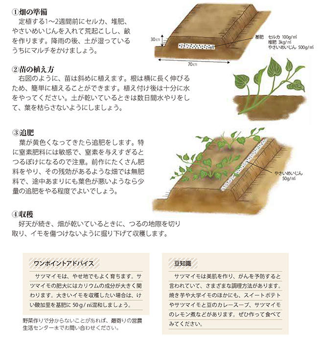 サツマイモ 菜園学園 Jaたじま