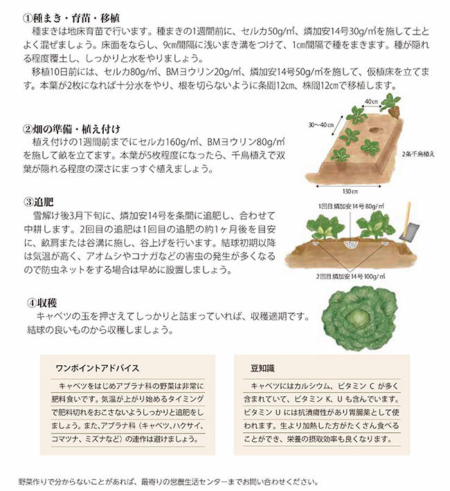 キャベツ 菜園学園 Jaたじま