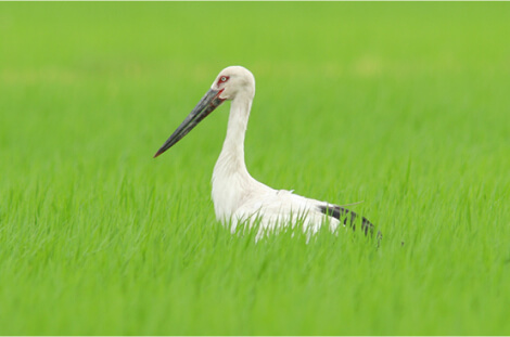 コウノトリ