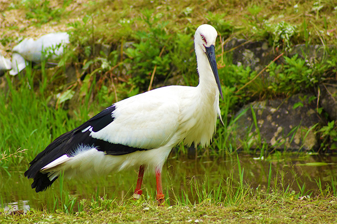 コウノトリの郷