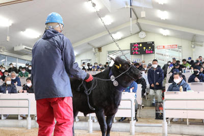 210113JAたじま　子牛市.jpg