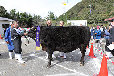 1104兵庫県畜産共進会 肉牛.jpg