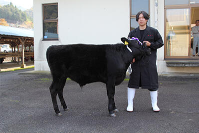 231102JAたじま　香美町子牛品評会（後期の部）2.JPG