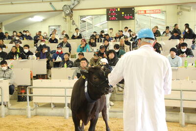 240313JAたじま　子牛市.jpg