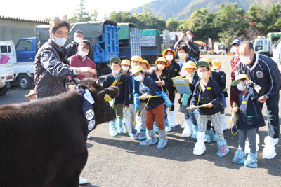 221109JAたじま　養父小学校子牛市見学.jpg