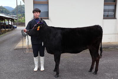 HPJAたじま　上田晃也さん2連覇、第95回美方郡種牛共進会、県共へ意気込み語る、兵庫・JAたじま0918 (1).jpg