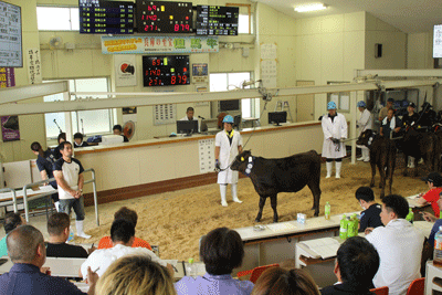 JAたじま　但馬牛子牛せり市、子牛平均85万4183円、6月市上回る、兵庫・但馬家畜市場.png