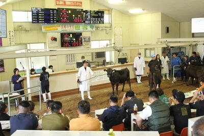 250514JAたじま　子牛市.jpg