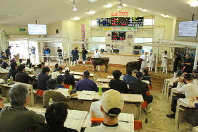 260513JAたじま 子牛市.jpg