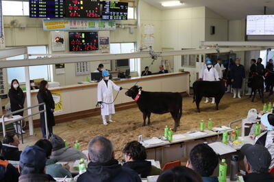 260114JAたじま 子牛市.jpg
