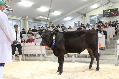 250611JAたじま　子牛市.jpg
