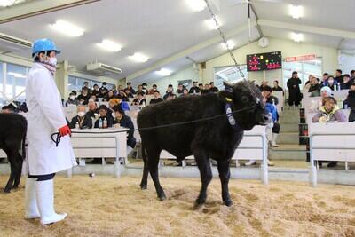 HP251210JAたじま　子牛市.jpg