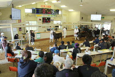 260408JAたじま 子牛市.jpg